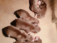 犬舍繁殖基地