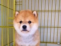 安安犬舍