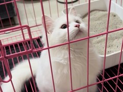 喜乐宠物托运