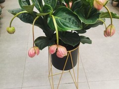 威海园林养护
