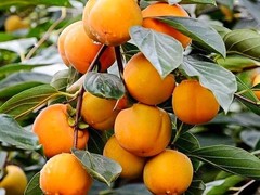 园林设计专业经营绿化工程