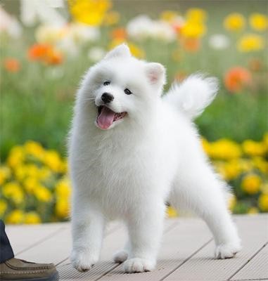 犬舍繁殖基地