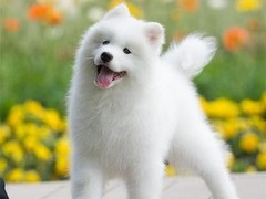 爱宠乐犬舍