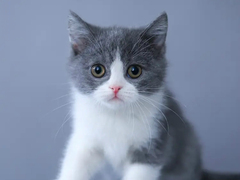 小许宠物