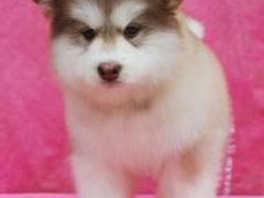 广东旺驰犬舍（cku认证犬舍）
