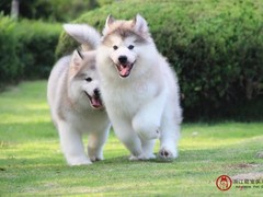 宠爱一生犬舍