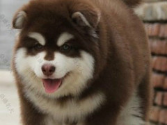 宏大犬业