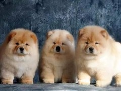 开封西施犬