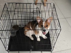 江西君鹏宠物托运公司