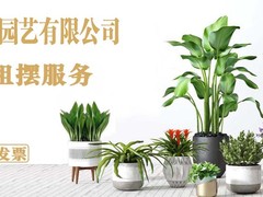 苏州绿植租赁