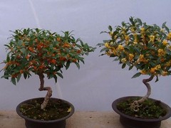 威海天鹅湖礼品网
