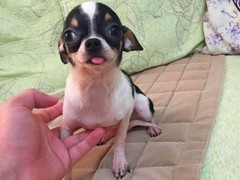 昆明迷你贝吉格里芬凡丁犬