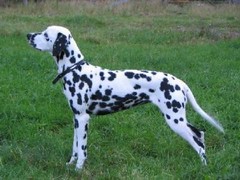 泉州马士提夫獒犬