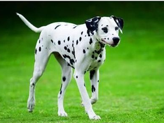 嘉兴卷毛比雄犬
