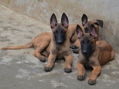 南昌比利时马林诺斯犬