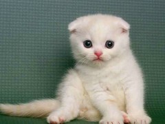 晶滢猫舍