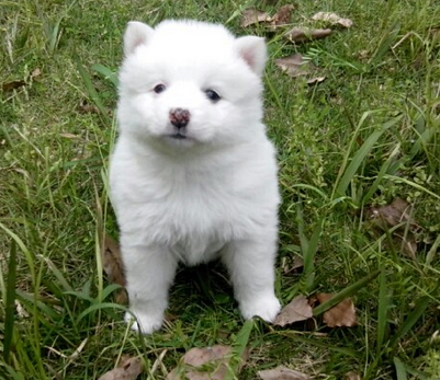 中型犬银狐犬出售 白色小狗 漂亮可爱萌的狗狗