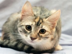 烟台波斯猫价格
