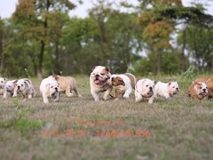 广东退伍兵犬舍