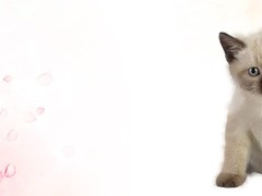 梦洁猫舍