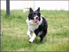 亨达犬业