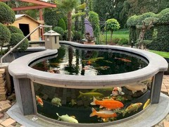 昆明锦鲤领养