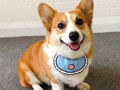 宿迁弗莱特寻回犬