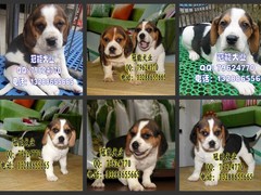广东cku名犬繁殖基地