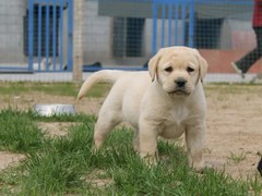 长沙喜喜犬舍