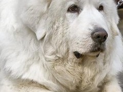 哈尔滨英国跳猎犬