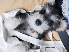 犬舍繁殖基地