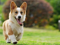 贵阳田野小猎犬