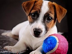 信达猎犬专业养殖基地