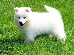 爱宠乐犬舍