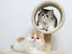 武汉馨馨猫舍