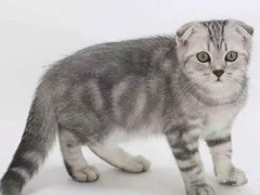 广东嘉恩猫舍