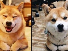 宁波巴哥
