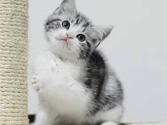武汉馨馨猫舍