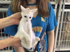 上海市流浪猫流浪狗救助领养站