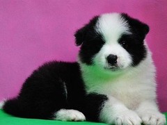 盐城哈瓦那犬
