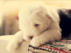 武汉喜喜犬舍