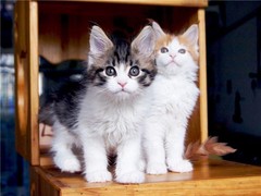 顺安猫舍