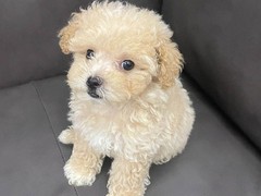 青岛红骨猎浣熊犬