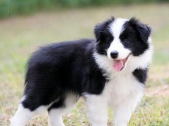 威海西伯利亚雪橇犬