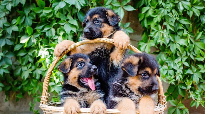 犬舍繁殖基地