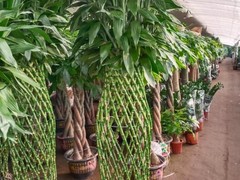 海口滨江鲜花绿植园圃