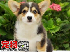广东宠物养殖
