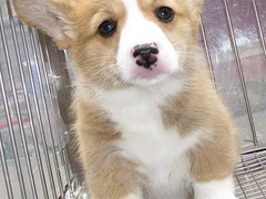 广东真顺犬业