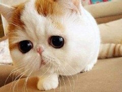 广东嘉恩猫舍