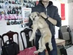 上海浦东新区宠物流浪狗流浪猫小动物救助领养收容收养中心站